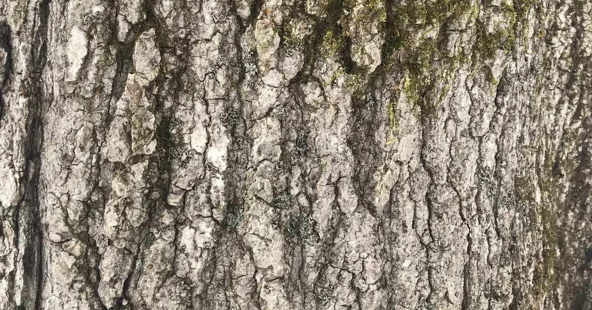 Tree Bark ID