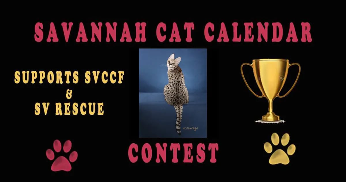 Savannah Cat Calendar Contest 2024 EG