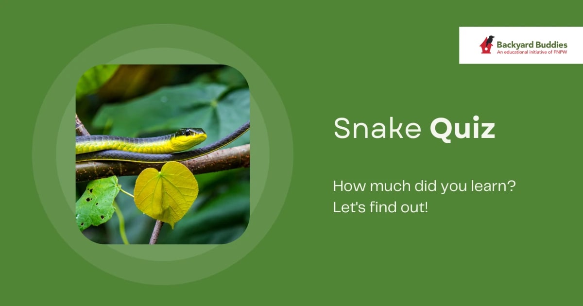 Snakes Quiz