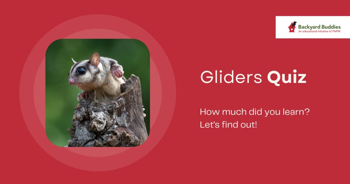 Gliders Quiz