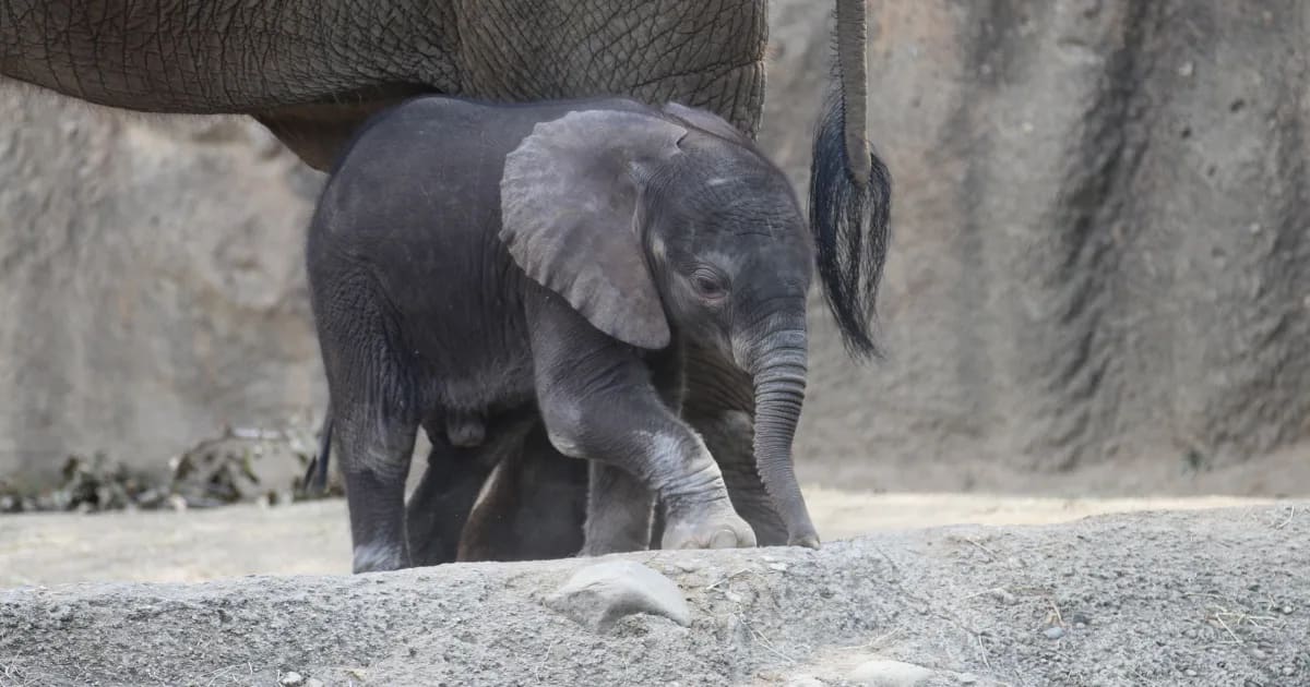 Indianapolis Zoo Baby Elephant Naming Contest