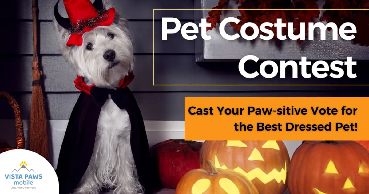 Pet Costume Contest!