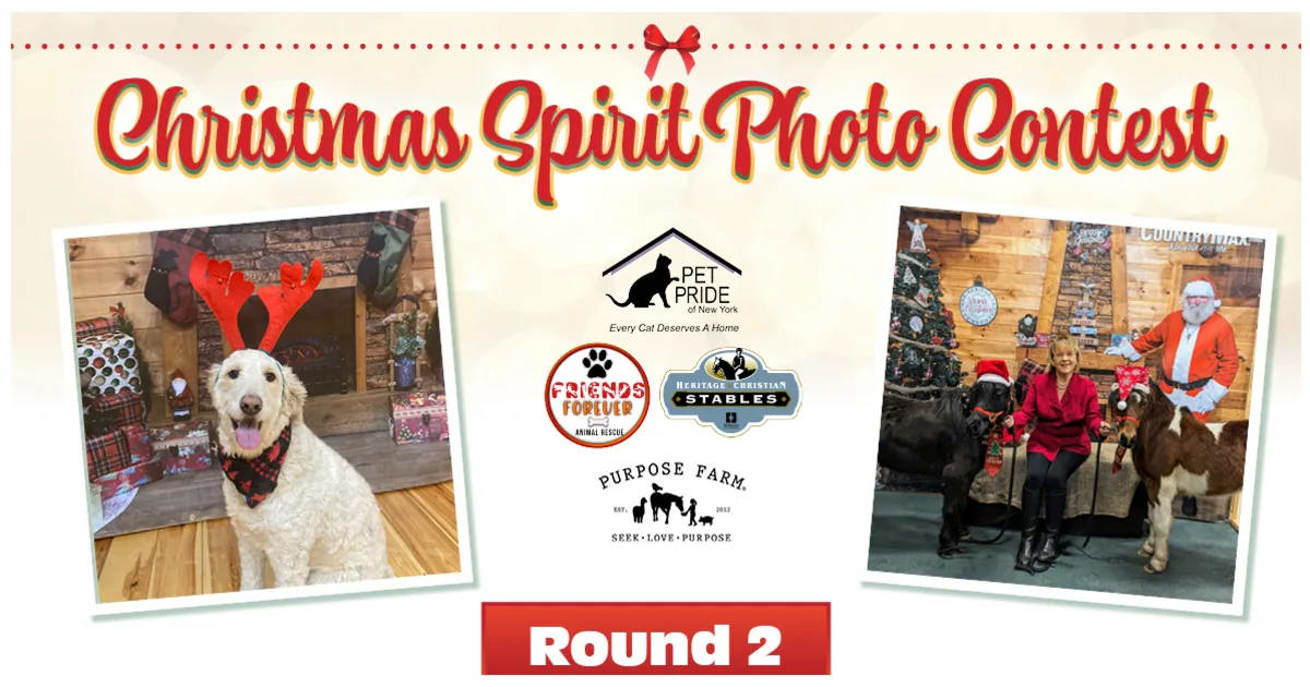 CountryMax Christmas Spirit Pet Photo Contest 2023 Final Four, Round Two
