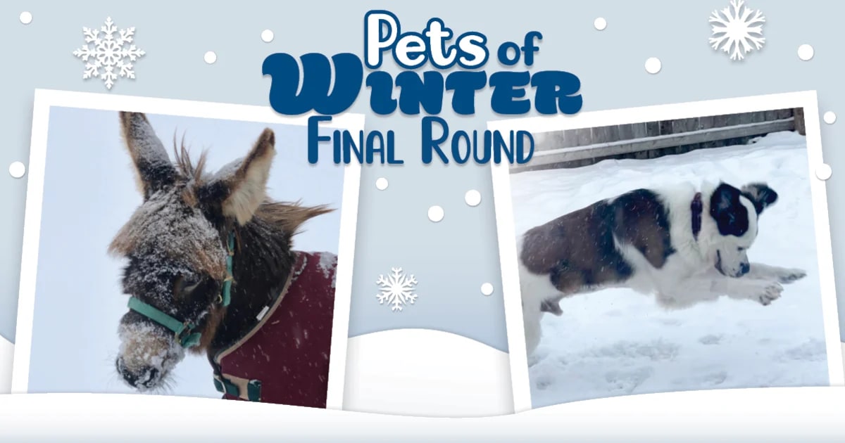 CountryMax Pets of Winter Photo Contest 2025 - Final Four, Championship
