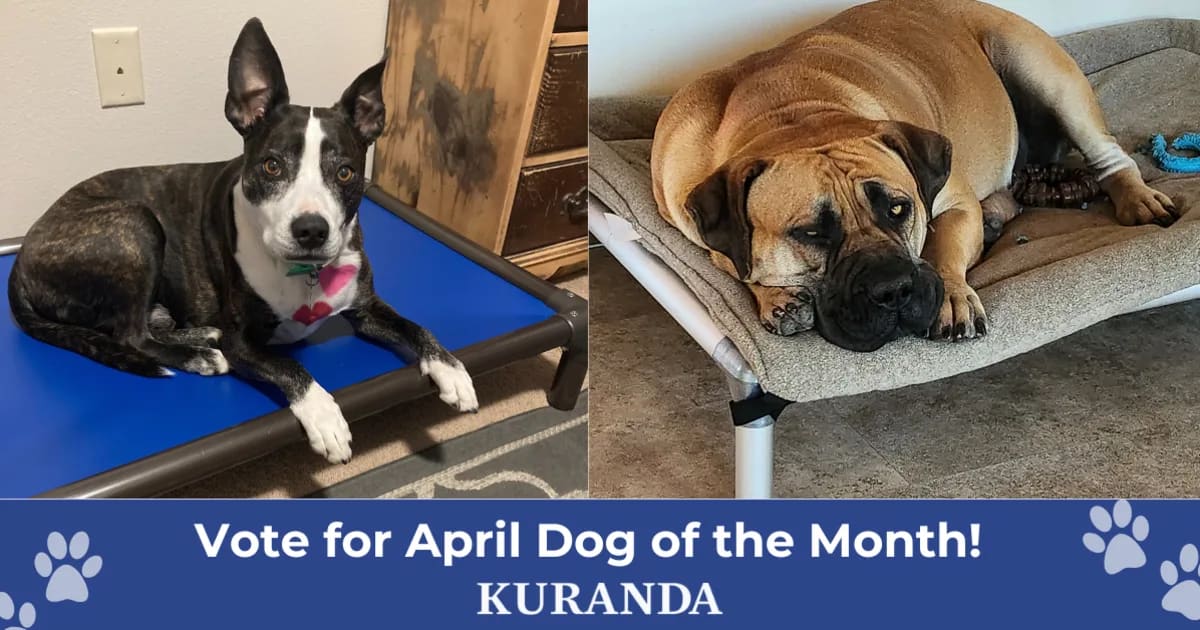 April Dog of the Month Contest