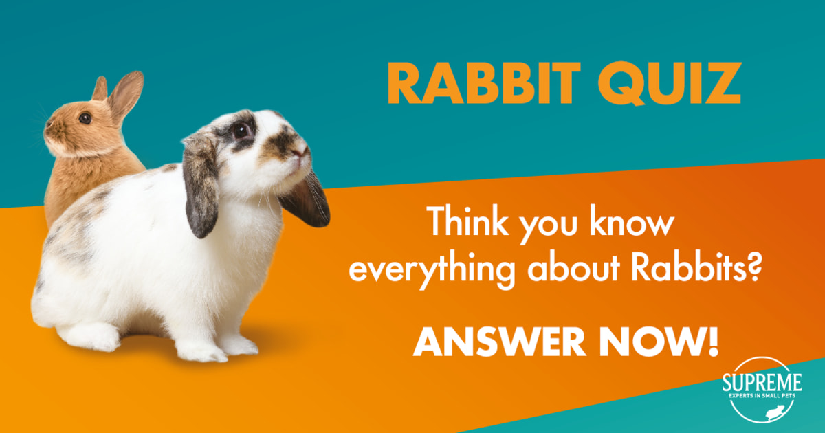 Rabbit Quiz