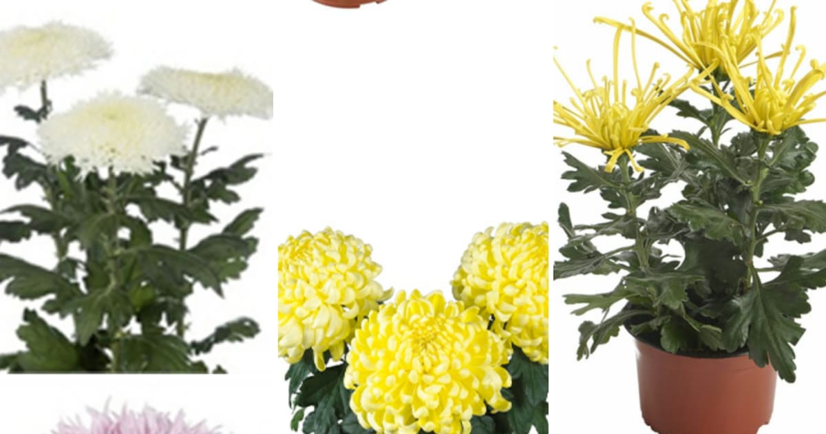 Chrysanthemum Flower Types