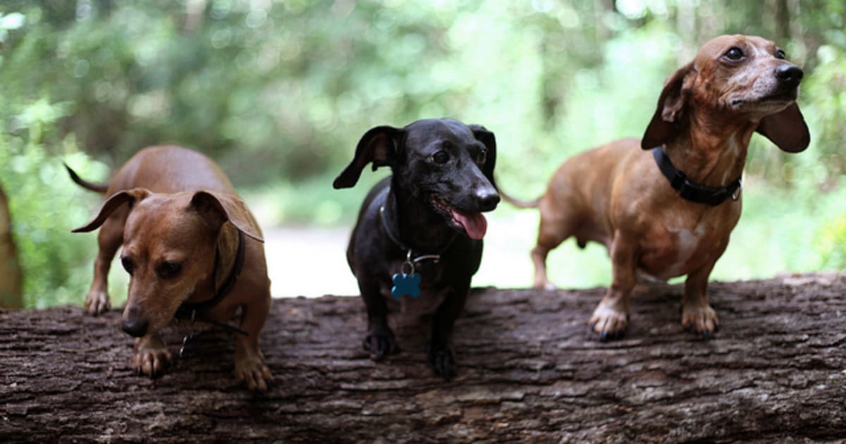 All About Dachshunds How Well Do You Know Weiner Dogs?