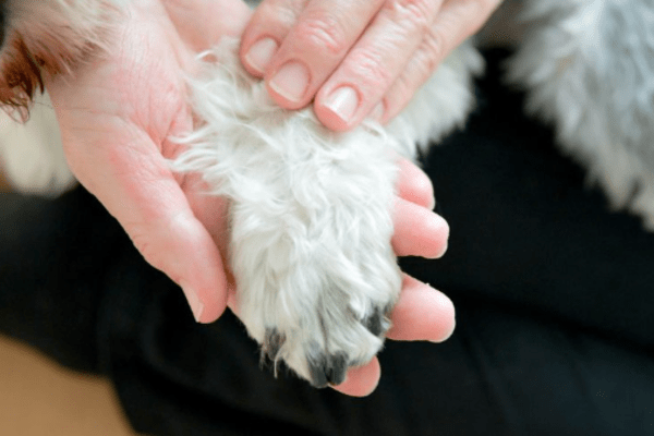 いぬのしあわせ教室～SANDY～（やまうちきくえ）