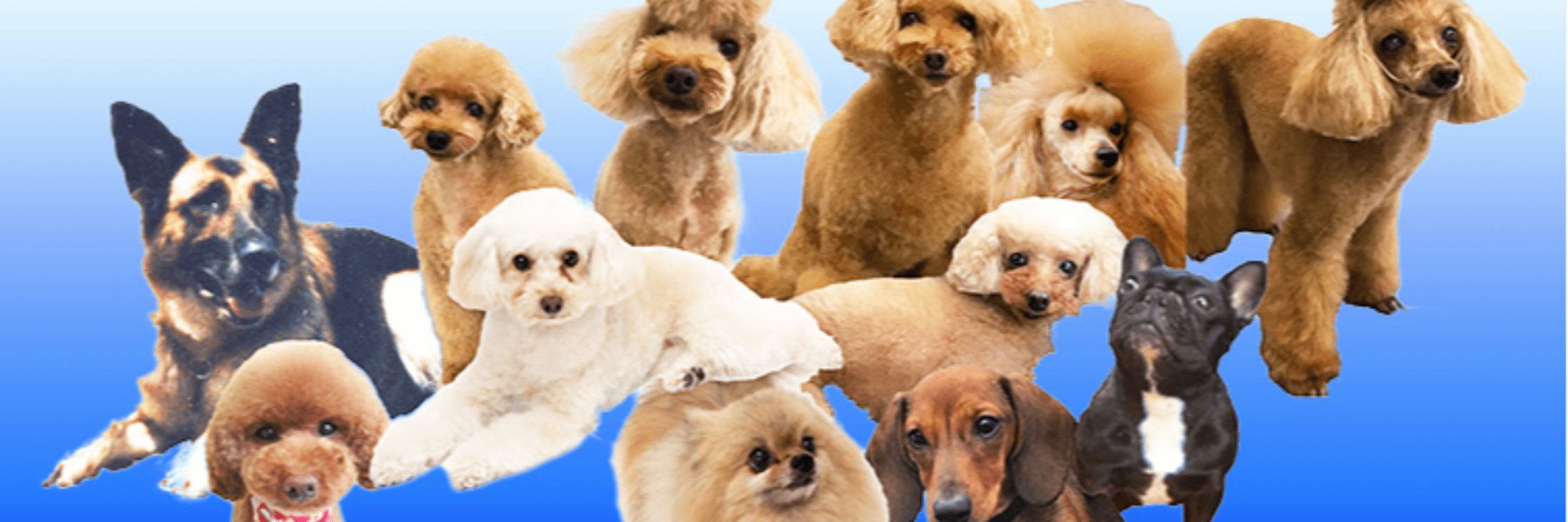 やさしい「愛犬暮らしの辞書」シリーズ