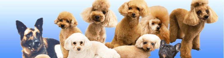 やさしい「愛犬暮らしの辞書」シリーズ