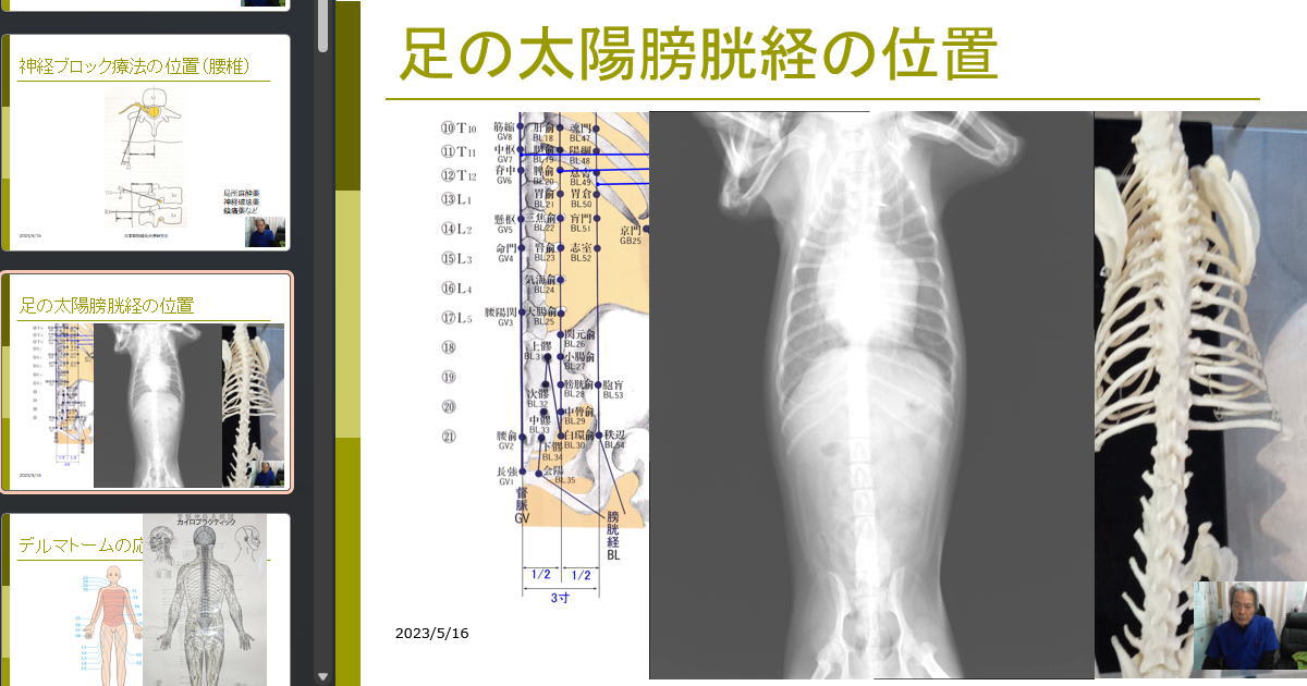 動物鍼灸（応用編）