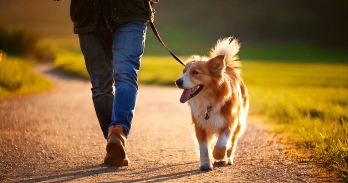 マイドックトレーナーコース（相談付）