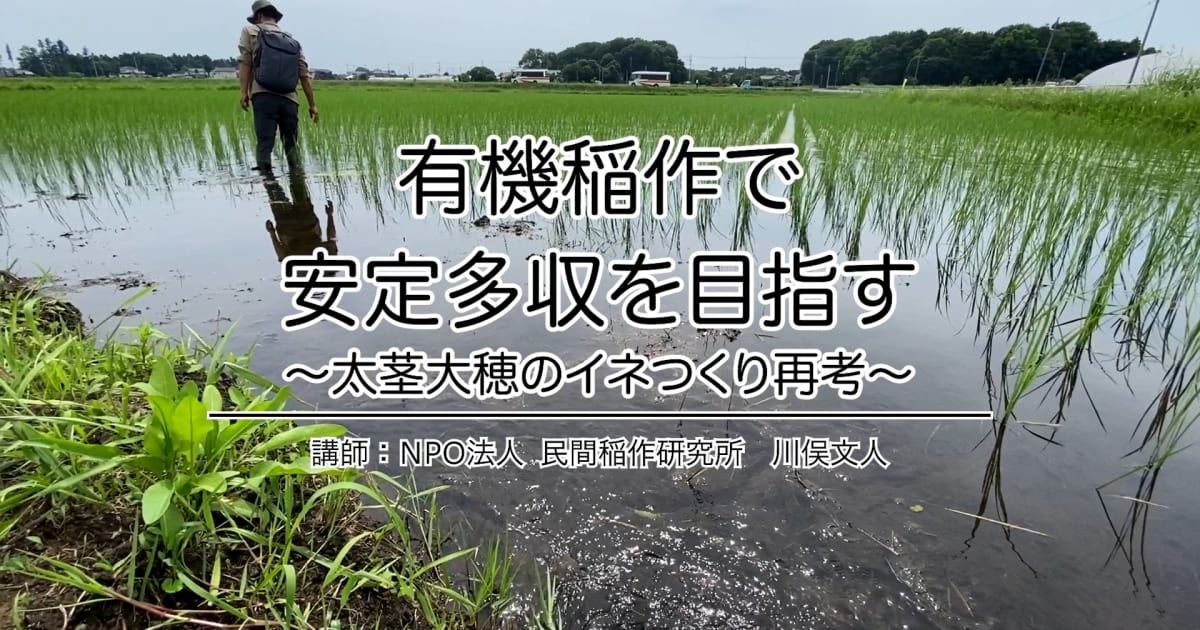 『有機稲作で安定多収を目指す』〜太茎大穂のイネつくり再考〜 2023年ポイント研修