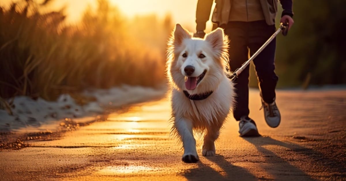 マイドッグトレーナーコース