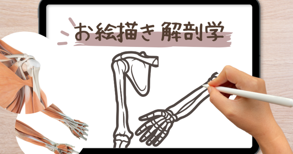 【新】お絵描き解剖学「肩関節と腕」