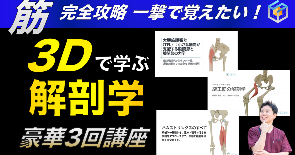 大腿筋膜張筋　縫工筋　ハムストリングス
