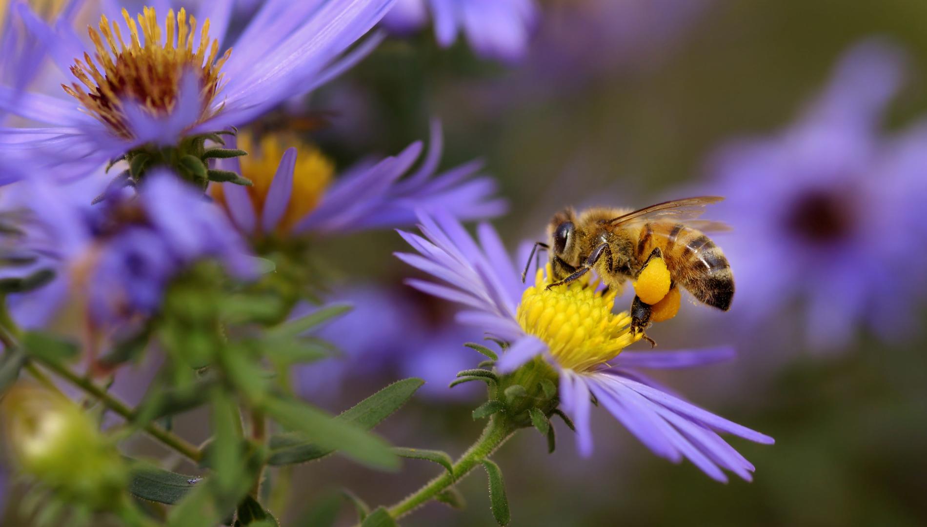 A honeybee on a purple and yellow flower