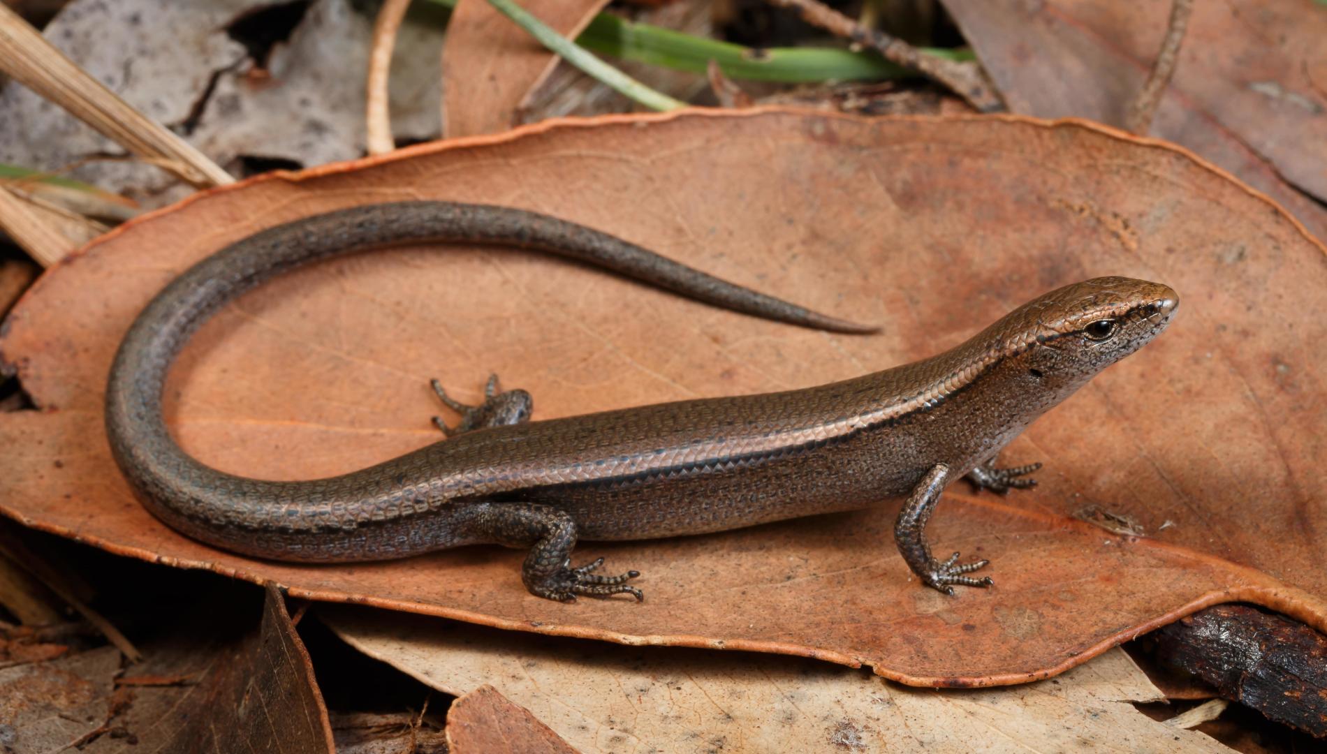 A delicate skink on orange fungus