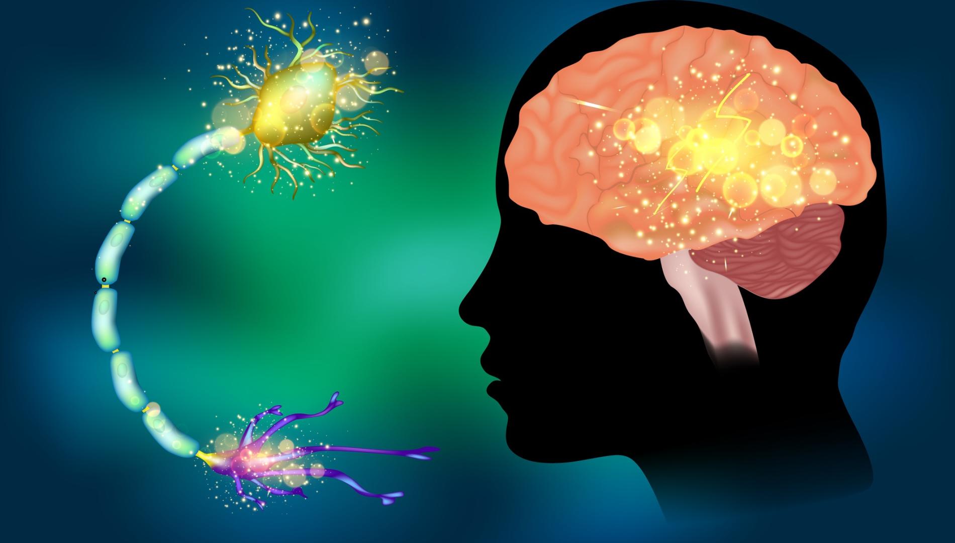 Seizures epilepsy. Anatomy of brain, electrical discharge.