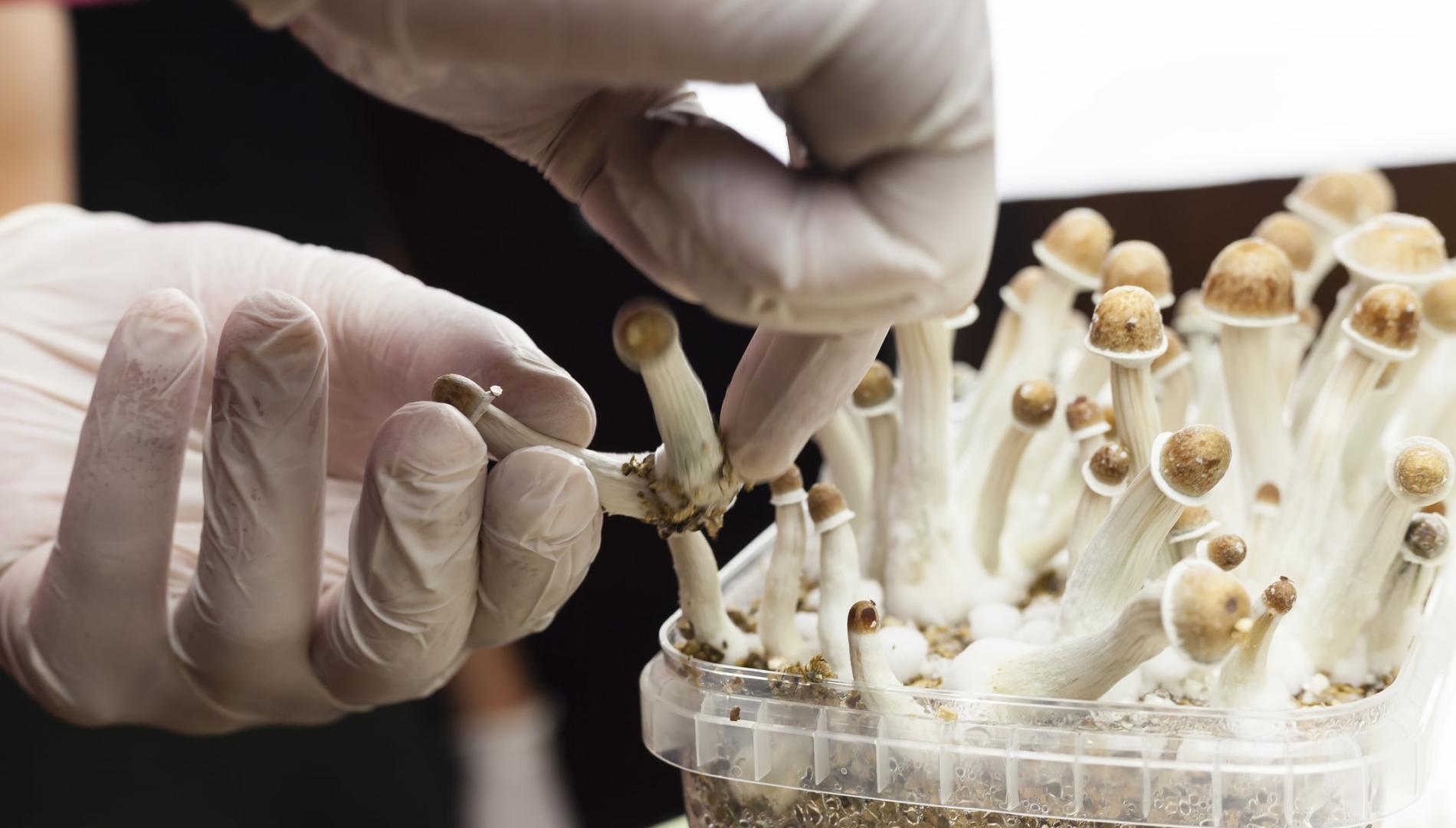 Psylocibin mushrooms growing in a plastic tub being collected by hands wearing white latex medical gloves.