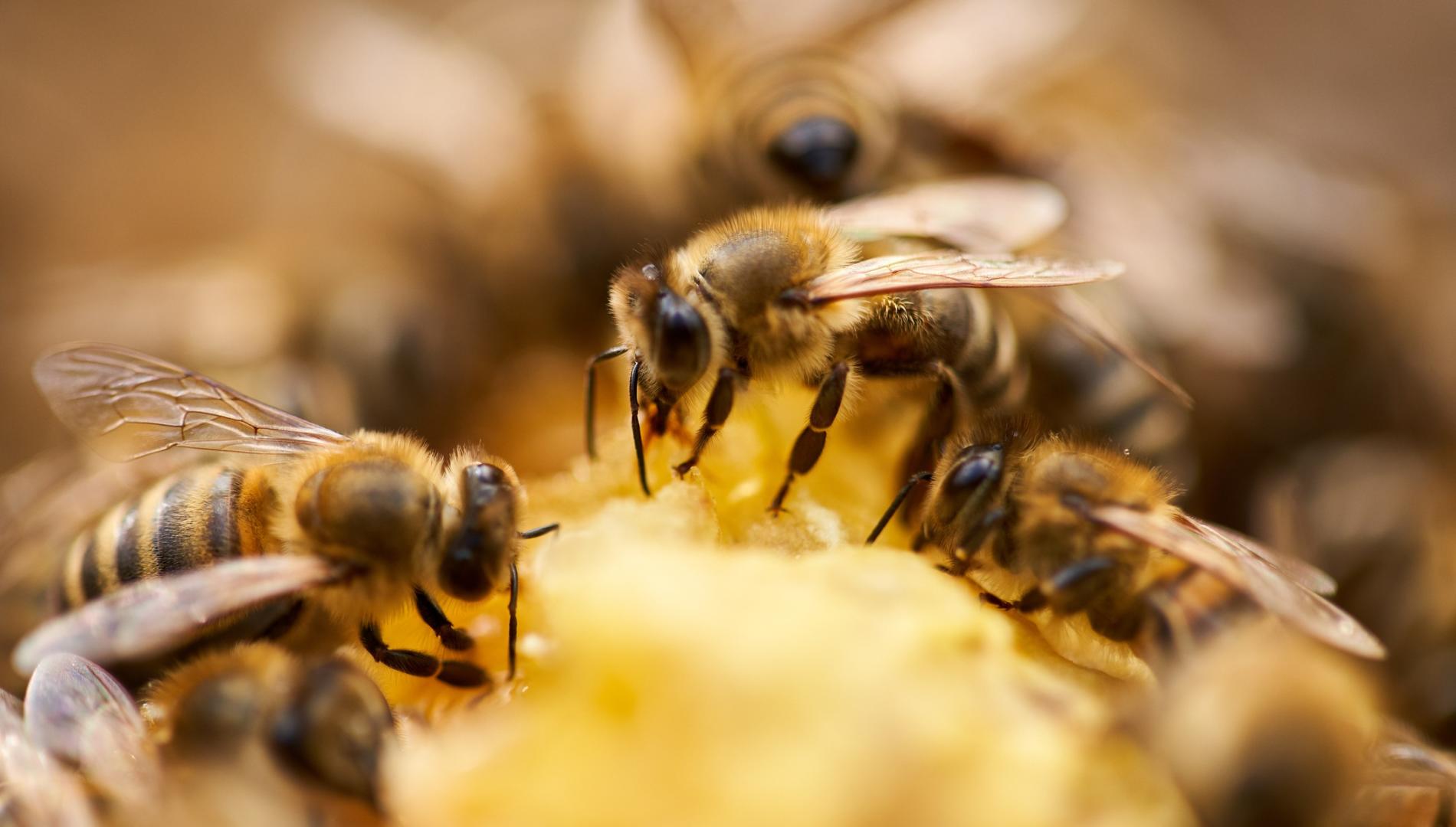 Bees in their hive