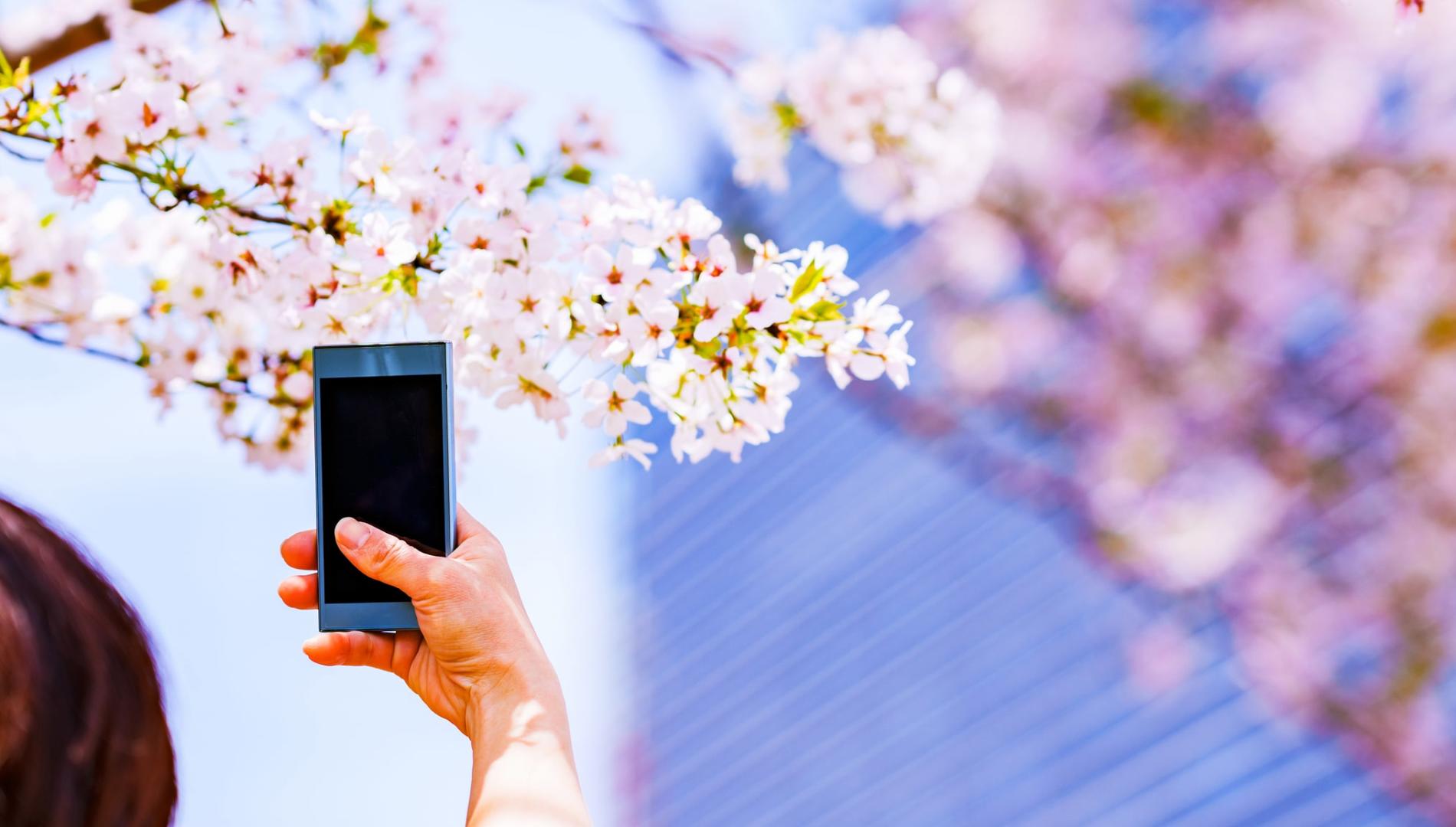 A woman photographing a cherry blossom tree branch in Japan.