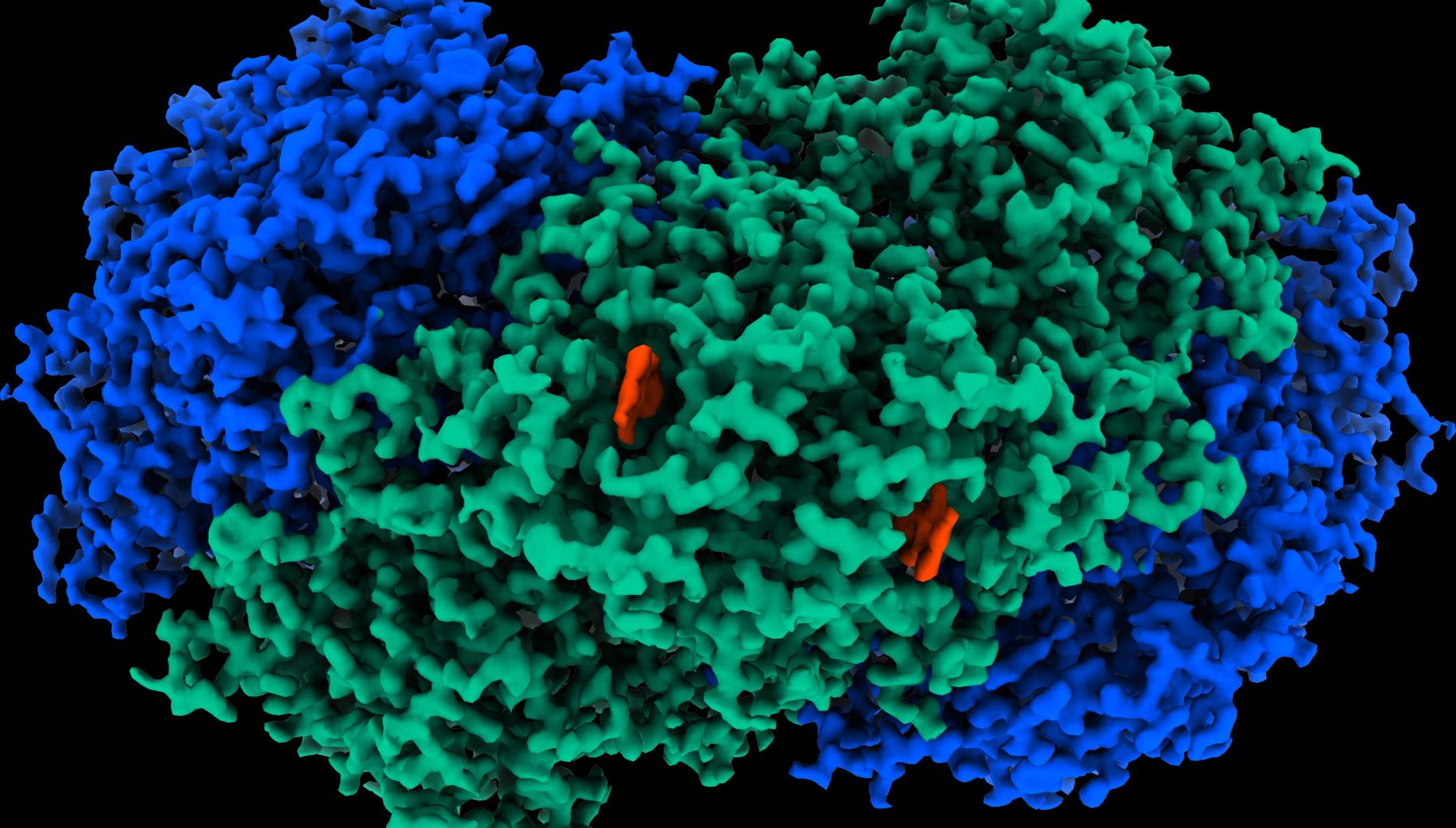 A map of the atomic structure of the Huc enzyme.