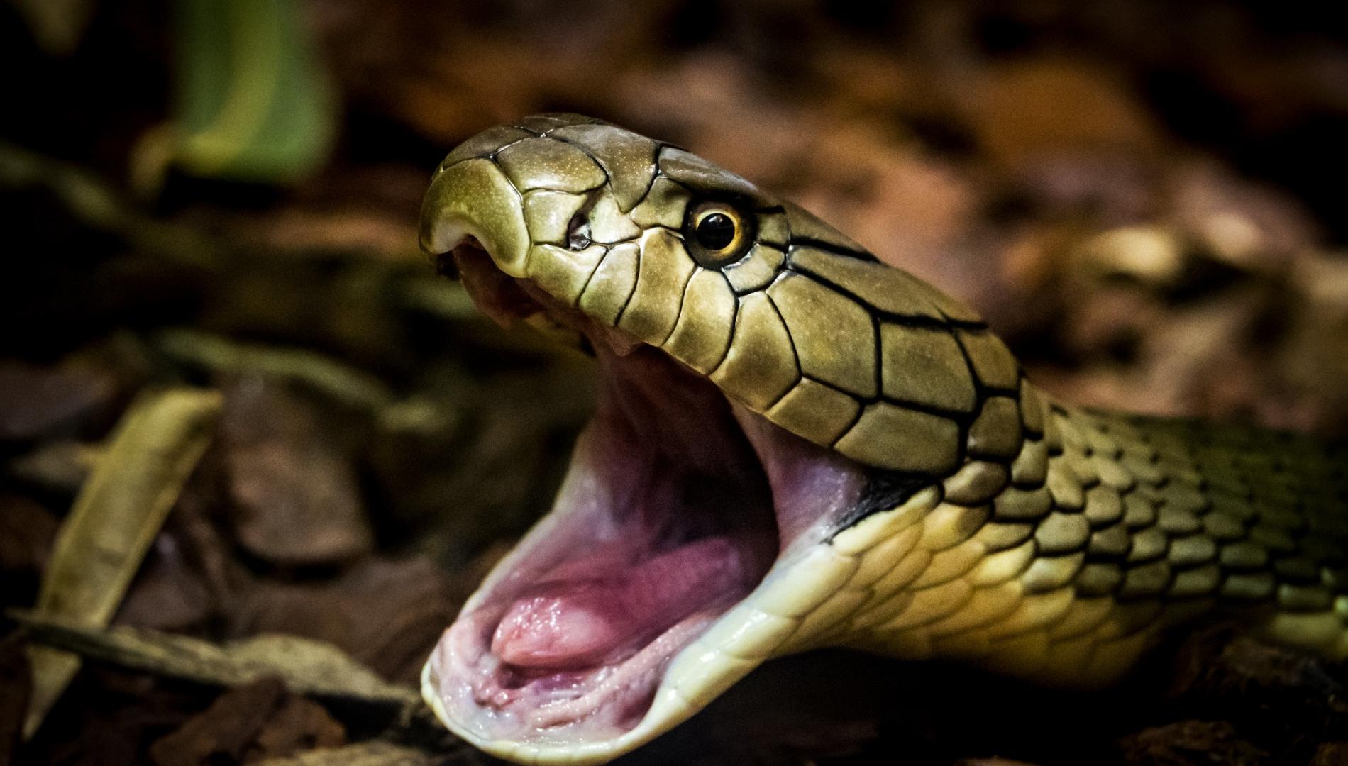 close up of a snake's head with its mouth open.