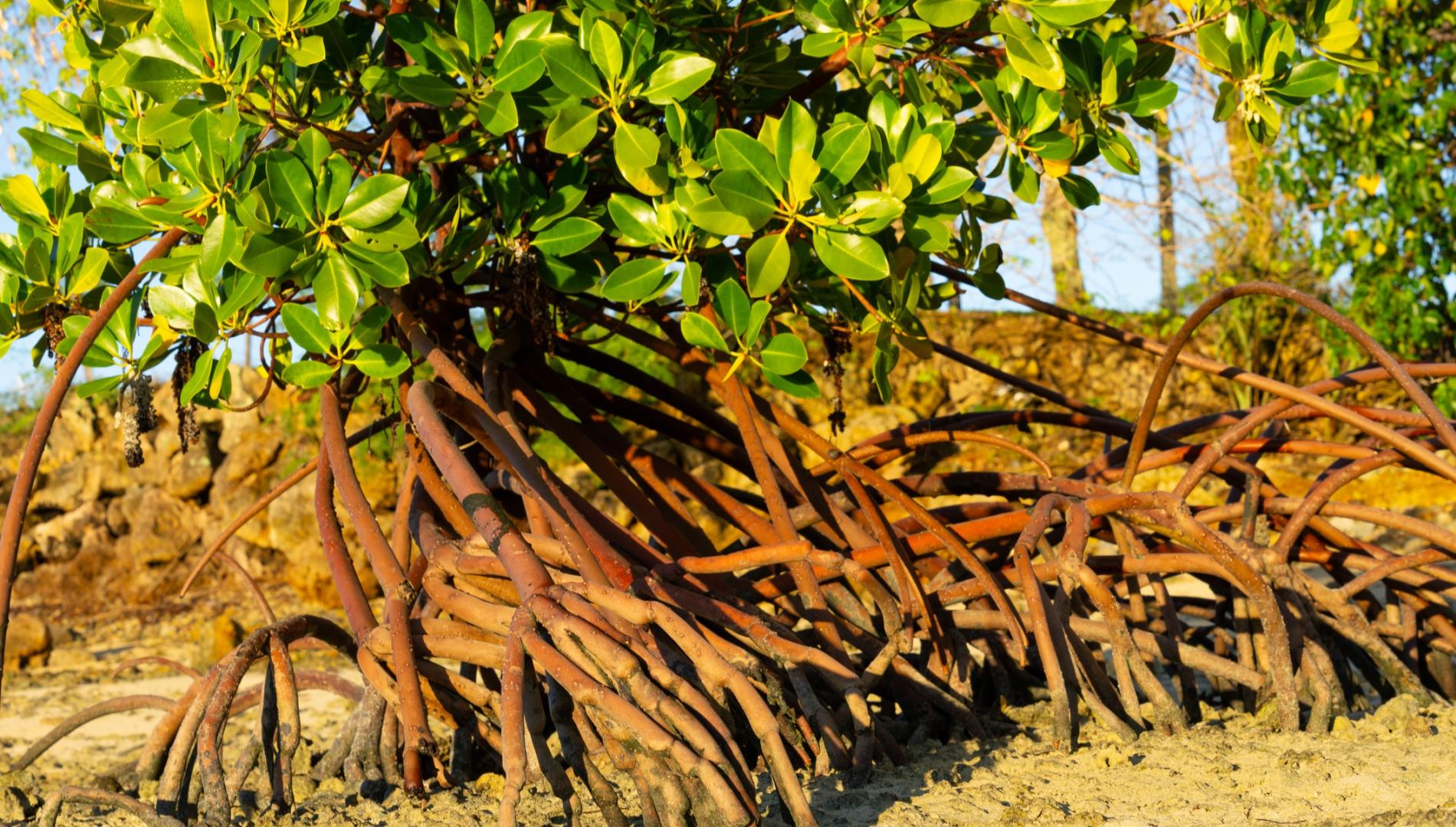 Mangrove trees