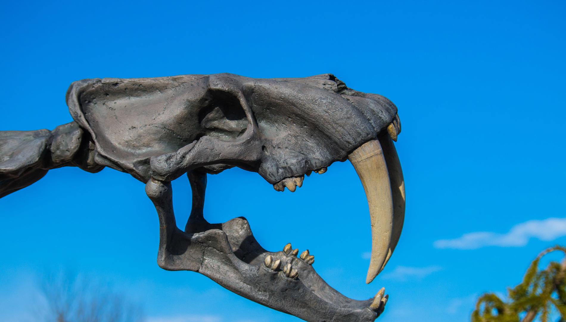 Fossil reconstruction of Smilodon, one of the largest sabre-toothed cats ever to have lived