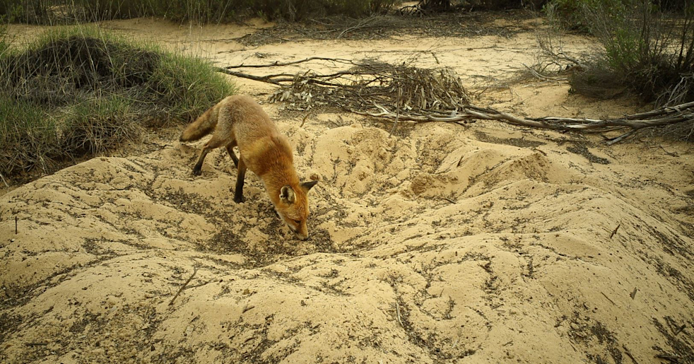 Fox baiting starts in Big Desert State Forest