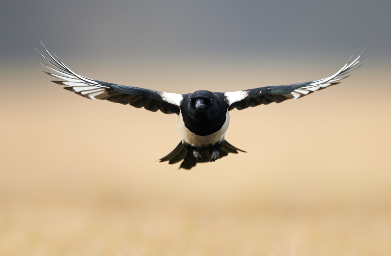 Stay prepared this swooping season