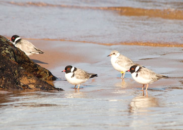 Protecting hooded plover population