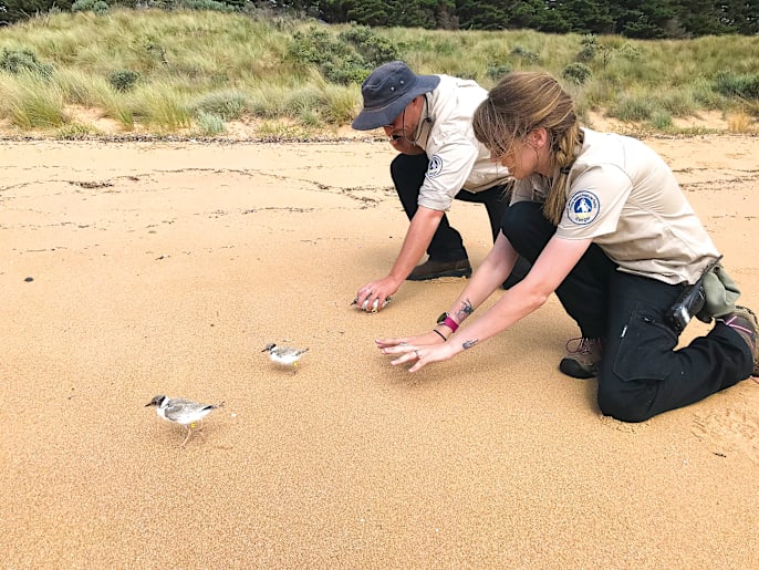 Protecting hooded plover population