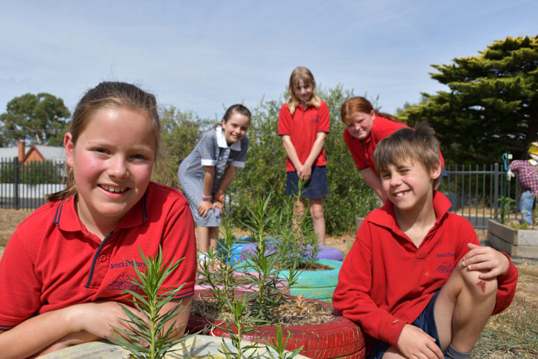 Avoca primary in full bloom with Landcare grant