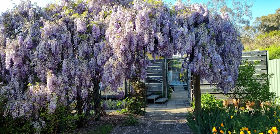 Gardens on display for bush nursing centre