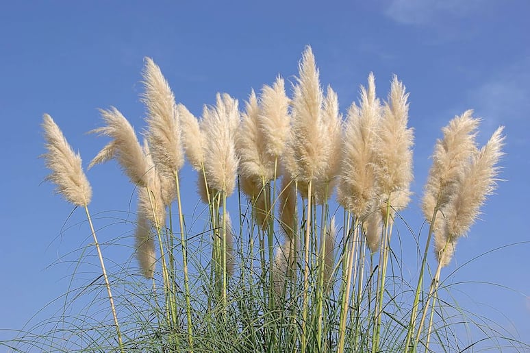 Toetoe or pampas how to tell which one’s the native?