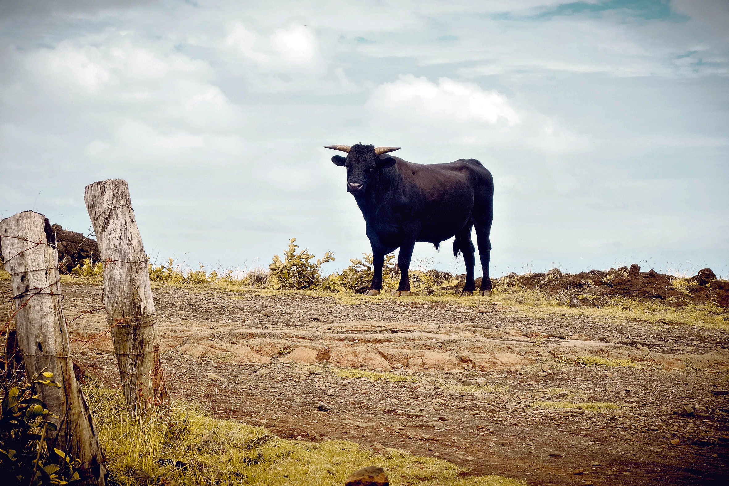 The Snorting Bull: Wandering.