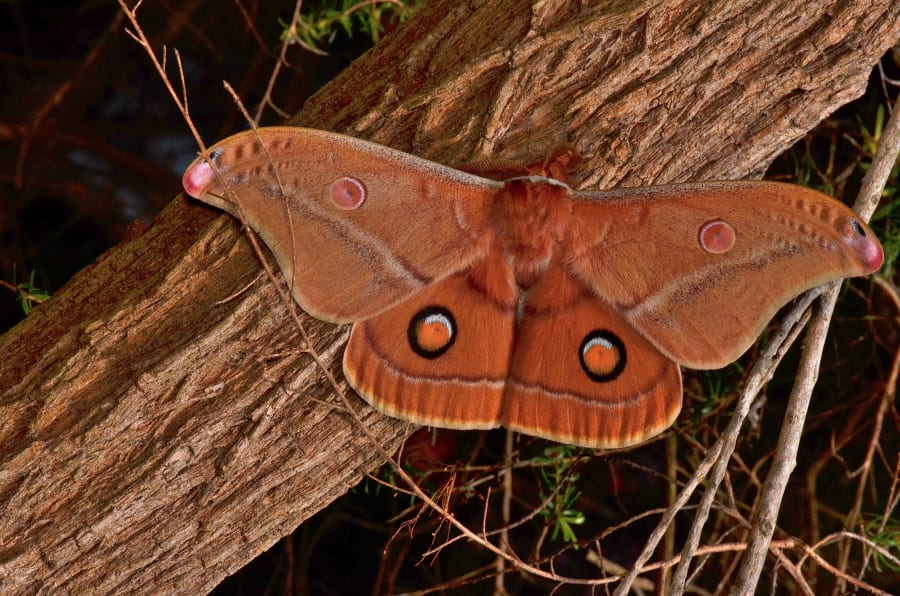 brown day feeding moths