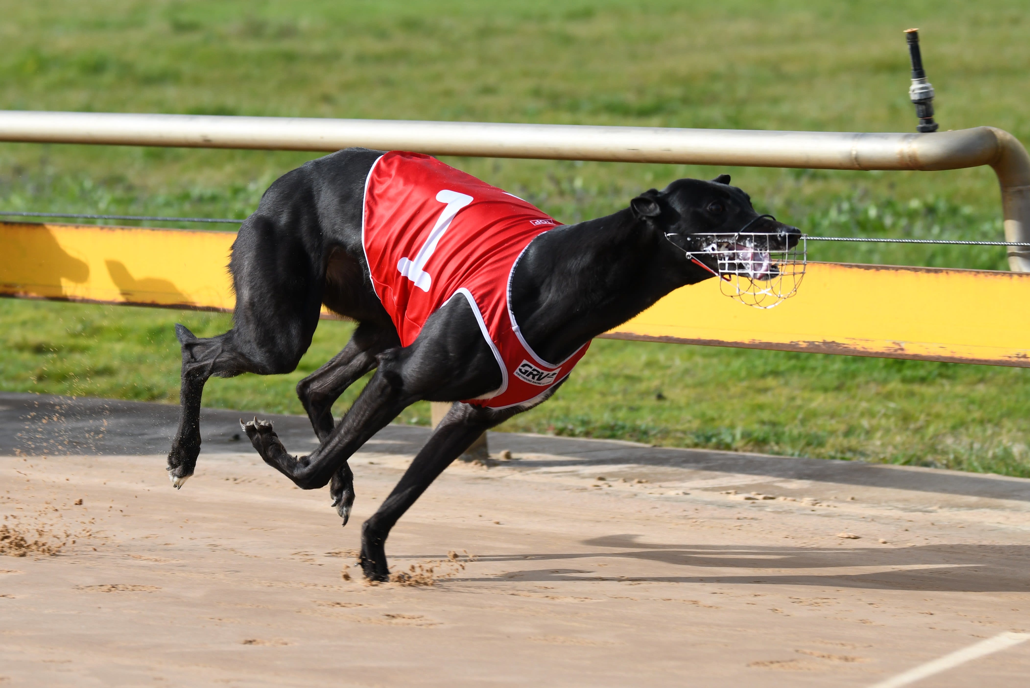 Horsham Greyhound Racing Club - Visit Wimmera Mallee