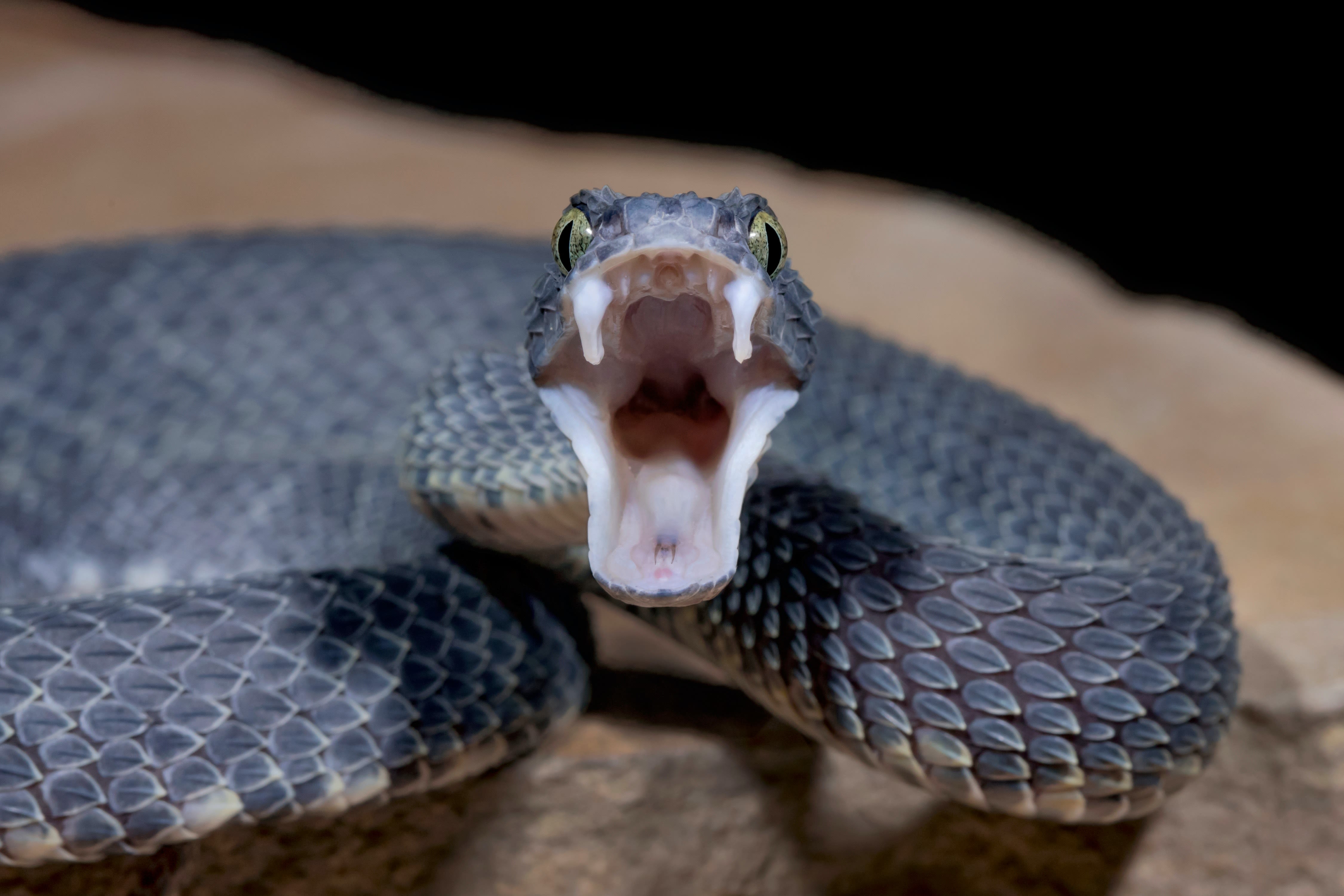 Snake skulls show how species adapt to prey