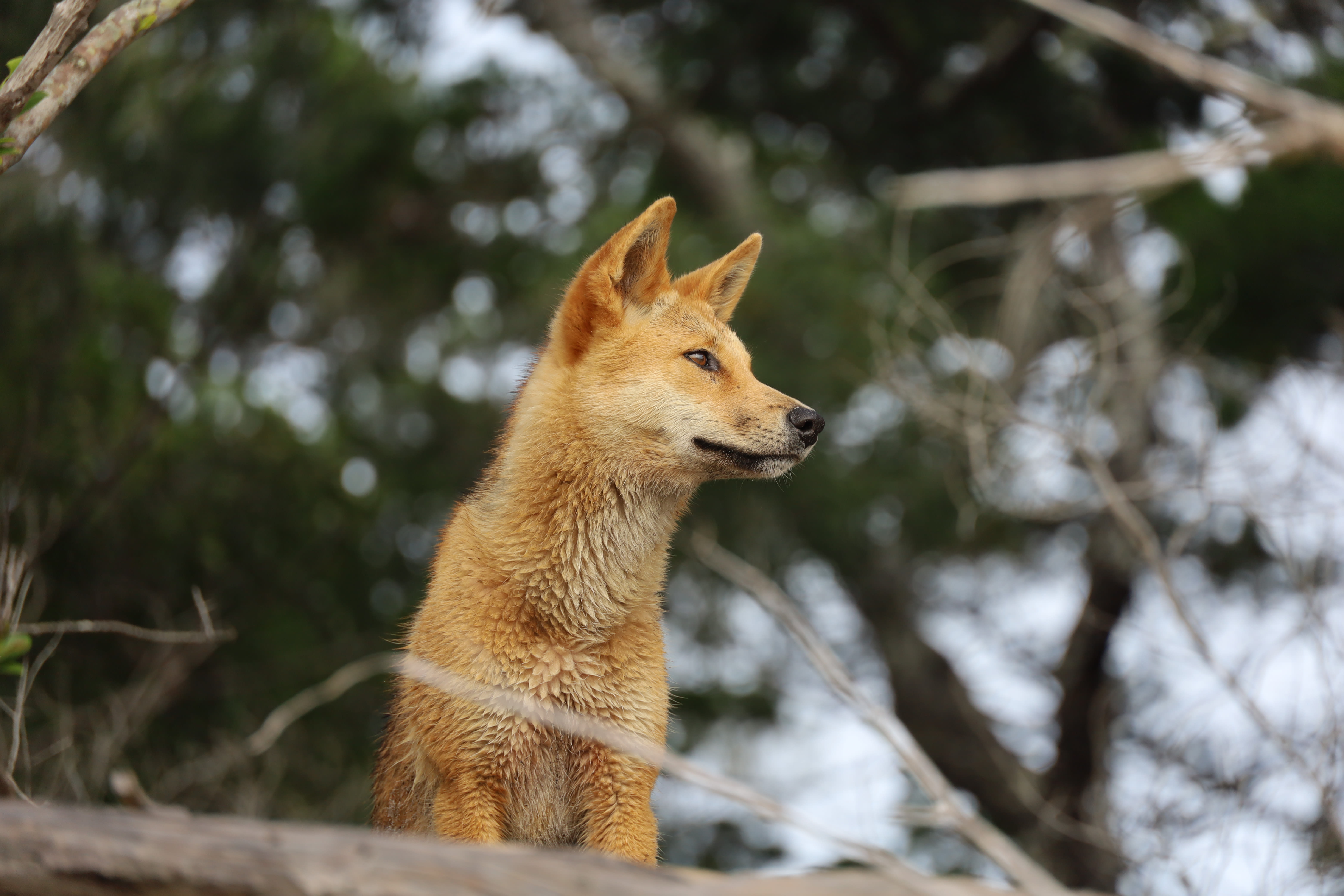 Recette dingo dingo 🤩🤩🤩 Lipid: 150,07g, Glu: 169, 18g, Prot: 175,38