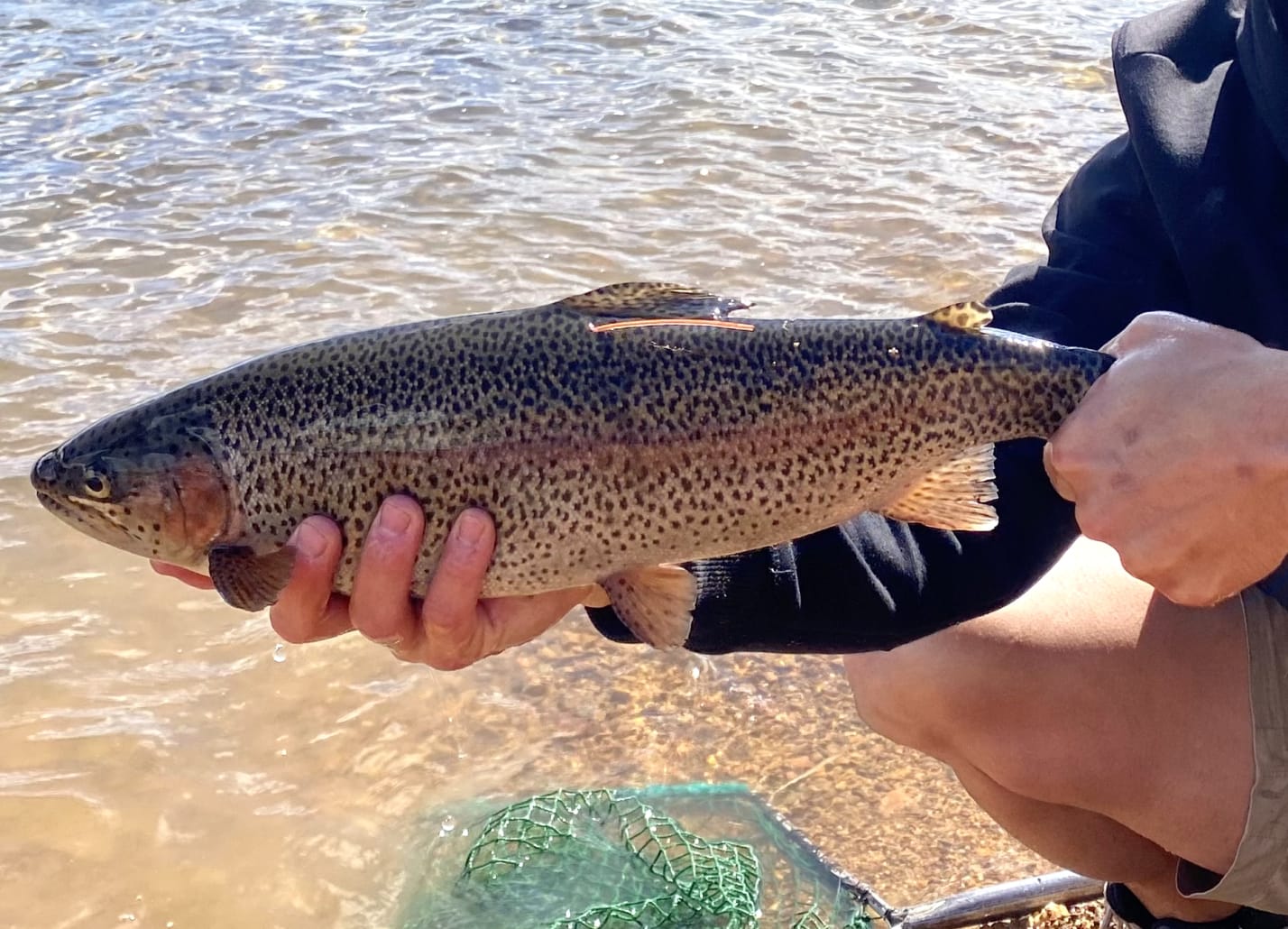 Enjoy seasonal catch and release trout streams this winter