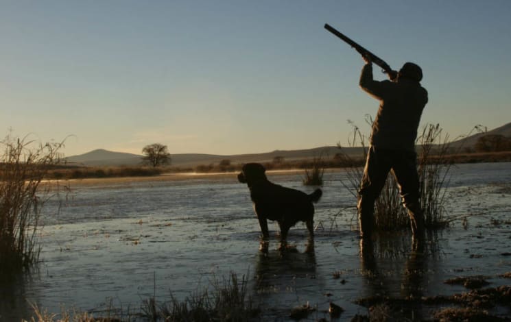 Duck shooting again under spotlight