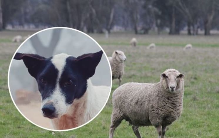 Over 30 sheep mauled by dog near Violet Town