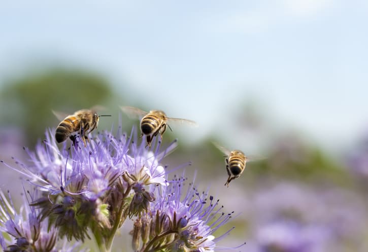 travelling salesman bees