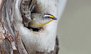 Striated Pardalote – the treetop specialist