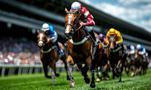7 Steps to Go From Beginner to Horse Racing Expert
