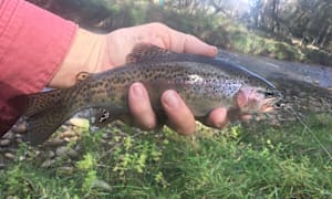 Arb' angling adventure